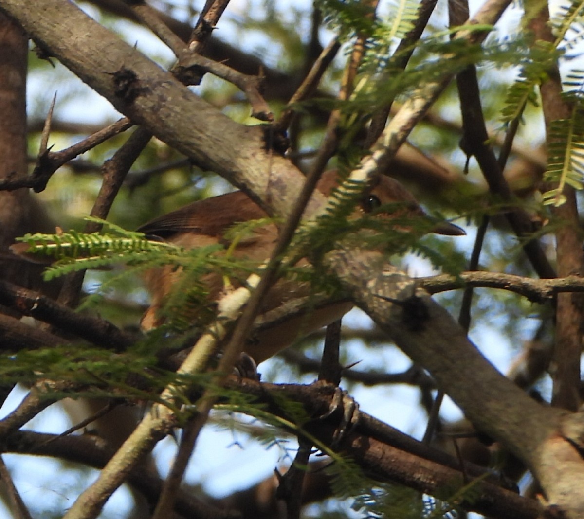 Saz Kamışçını [baeticatus grubu] - ML625830329