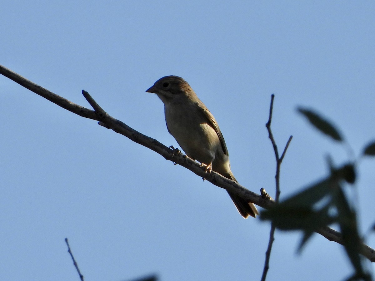 Brewer's Sparrow - ML625830519