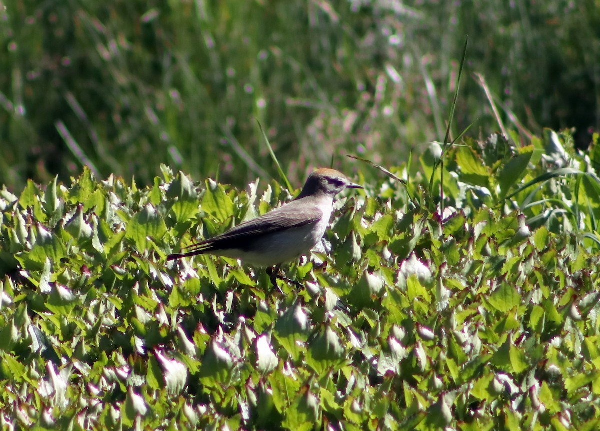 White-browed Ground-Tyrant - ML625830600