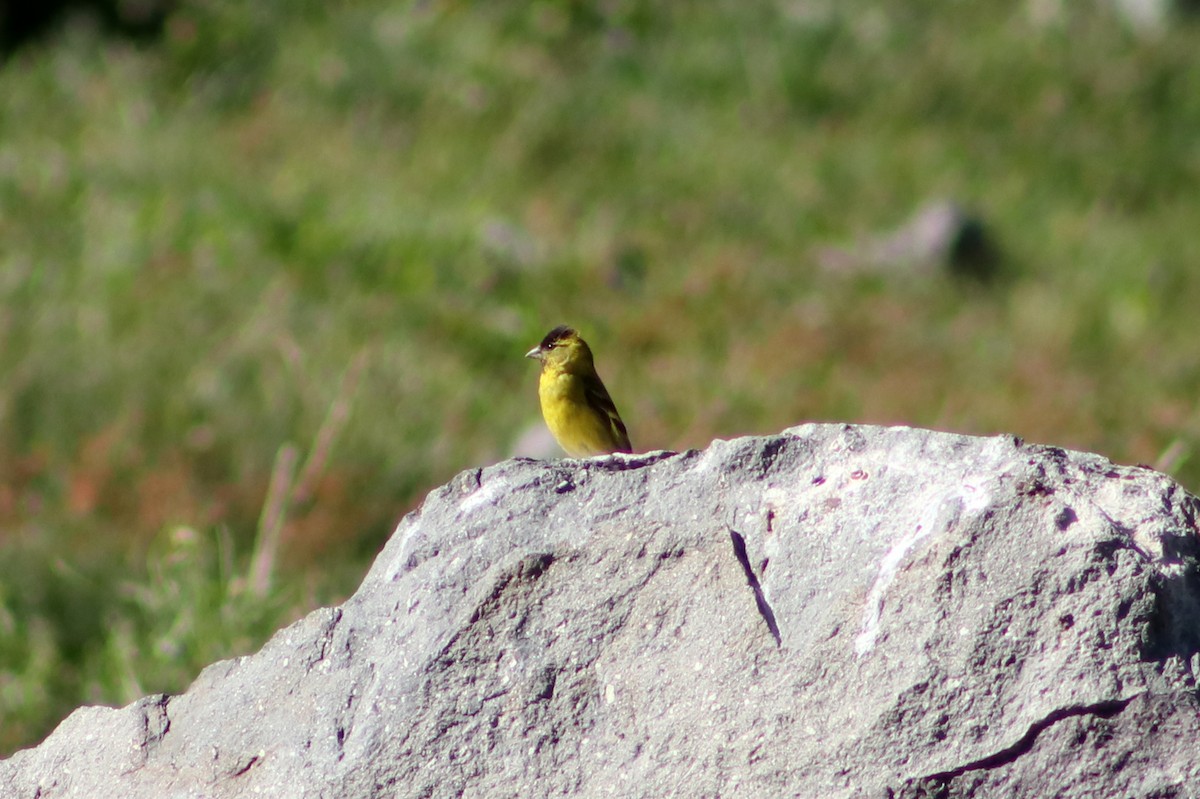 Black-chinned Siskin - ML625830608