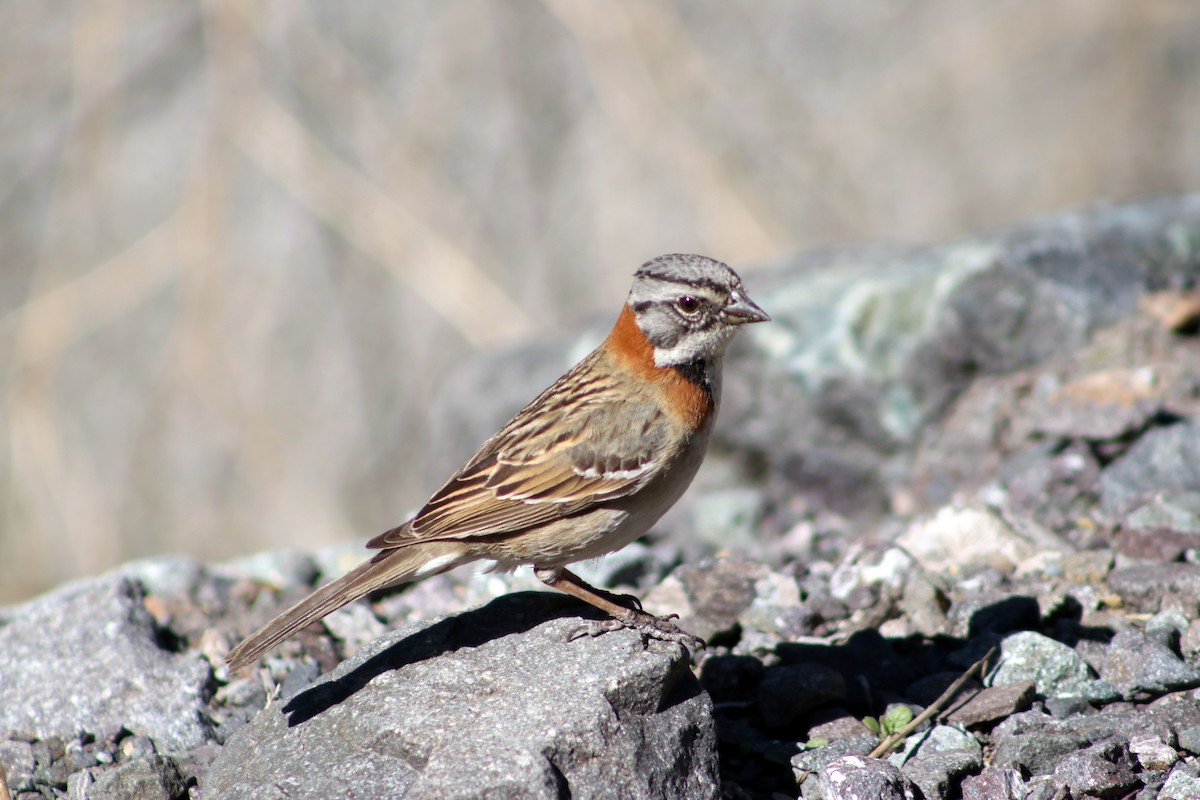 Rufous-collared Sparrow - ML625830613