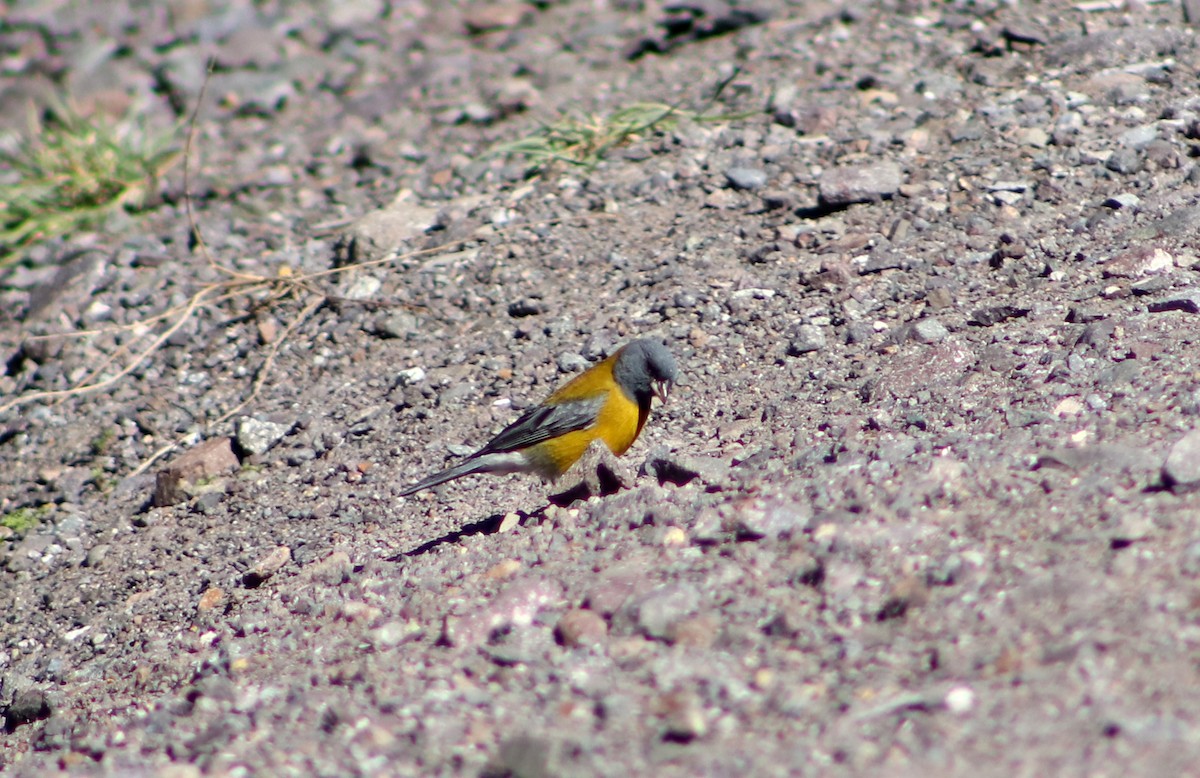 Gray-hooded Sierra Finch - ML625830617