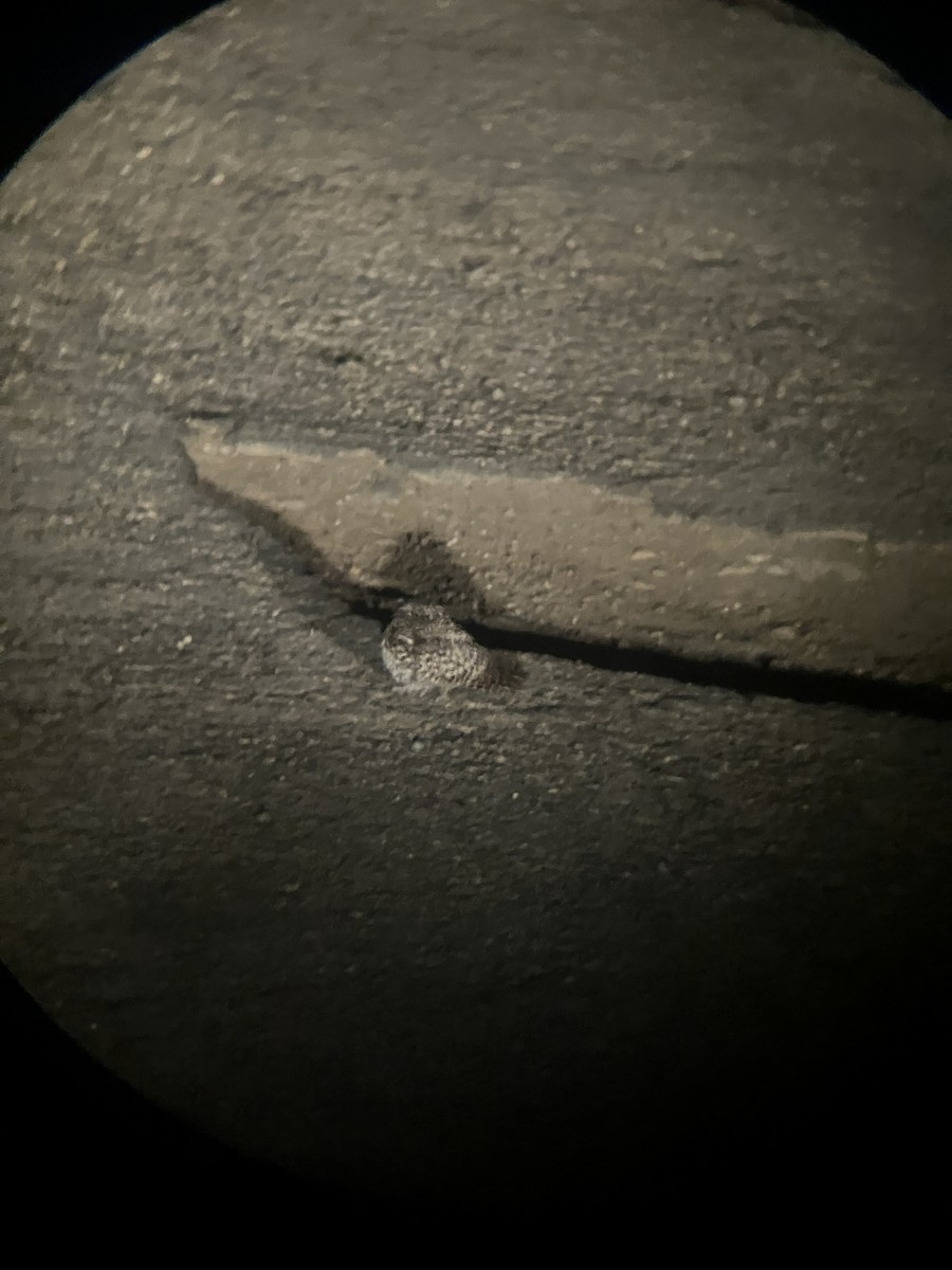 Common Poorwill - ML625830618