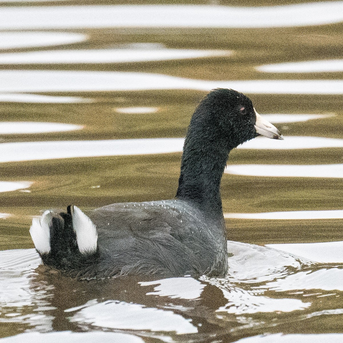 American Coot - ML625830941