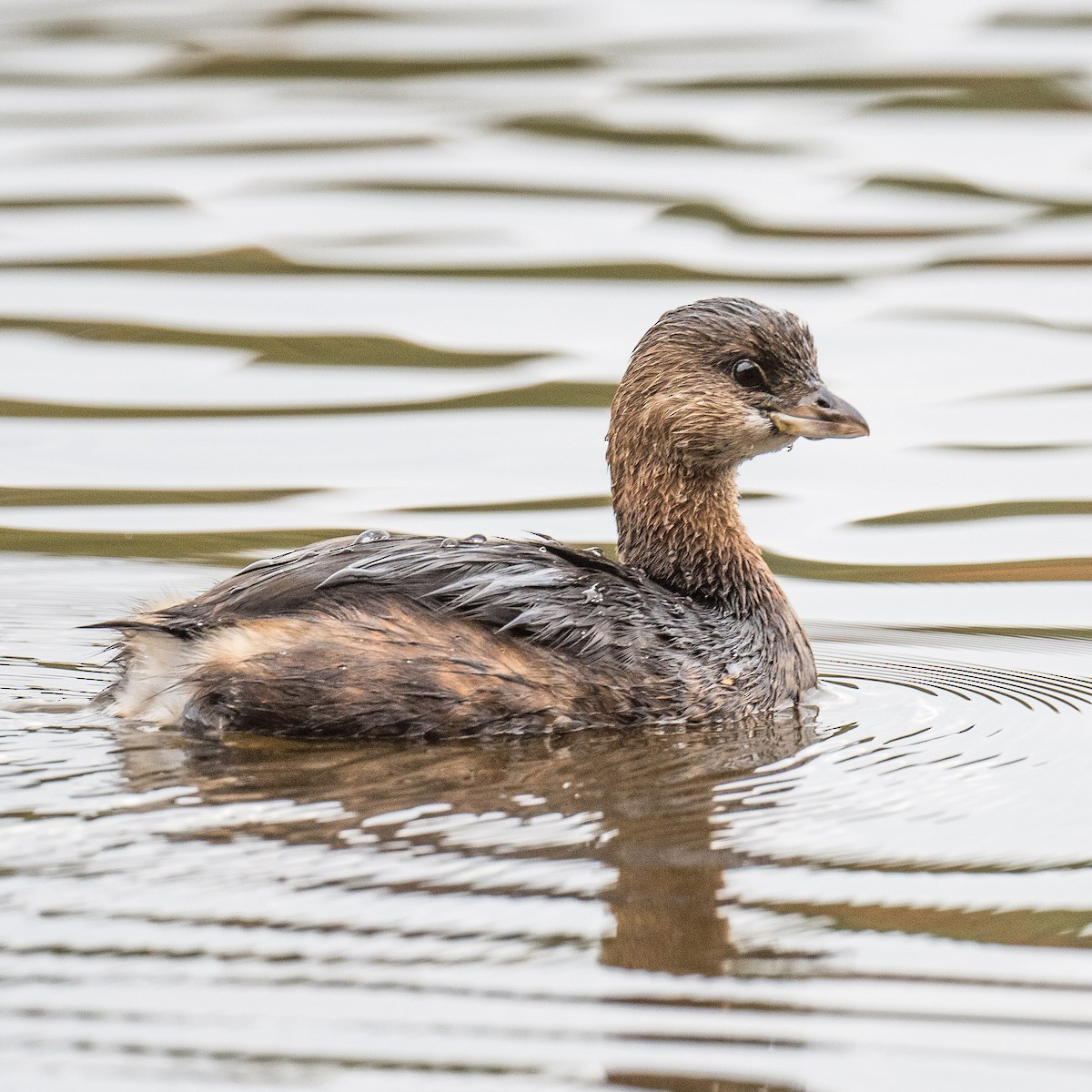 Pied-billed Grebe - ML625830955