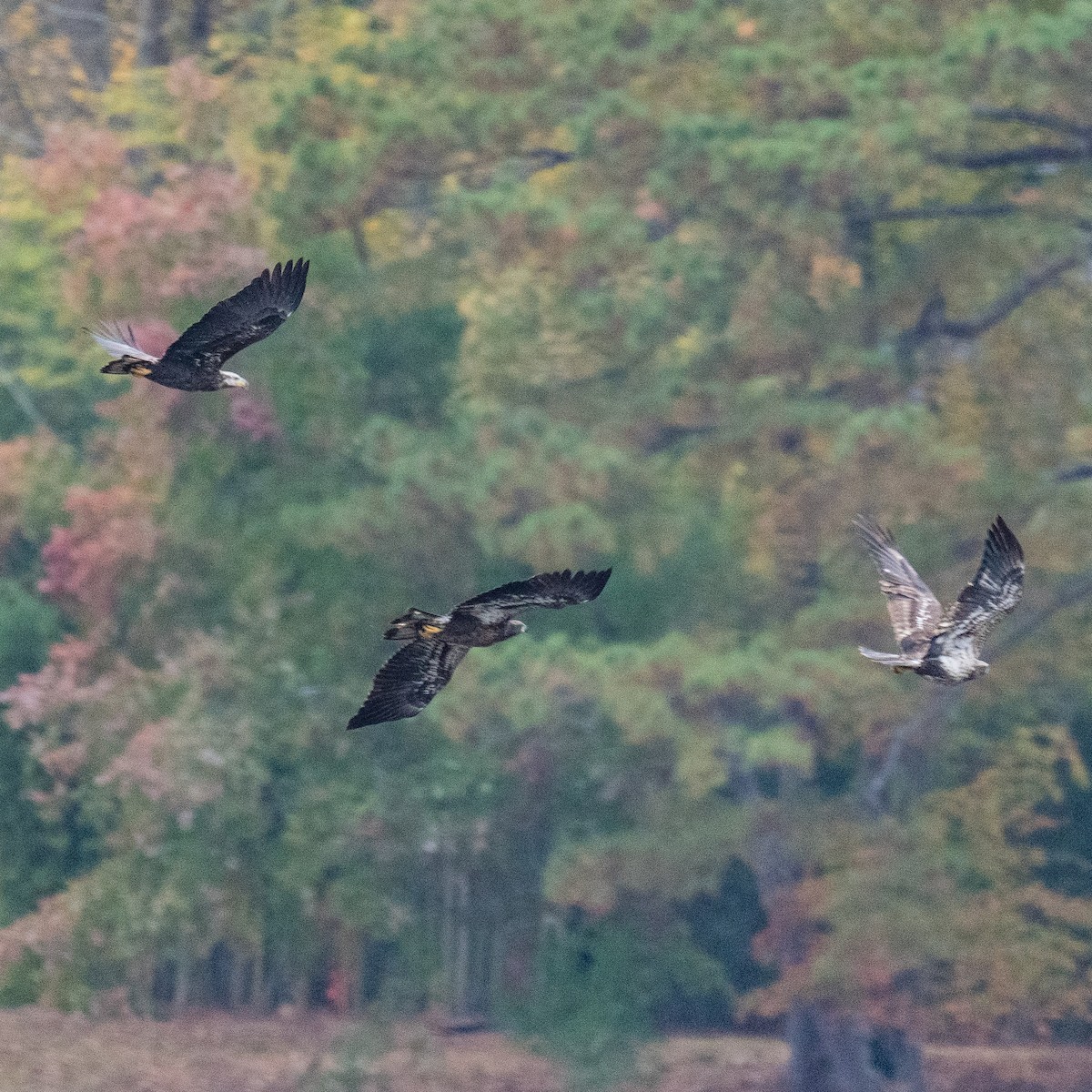 Bald Eagle - ML625830976