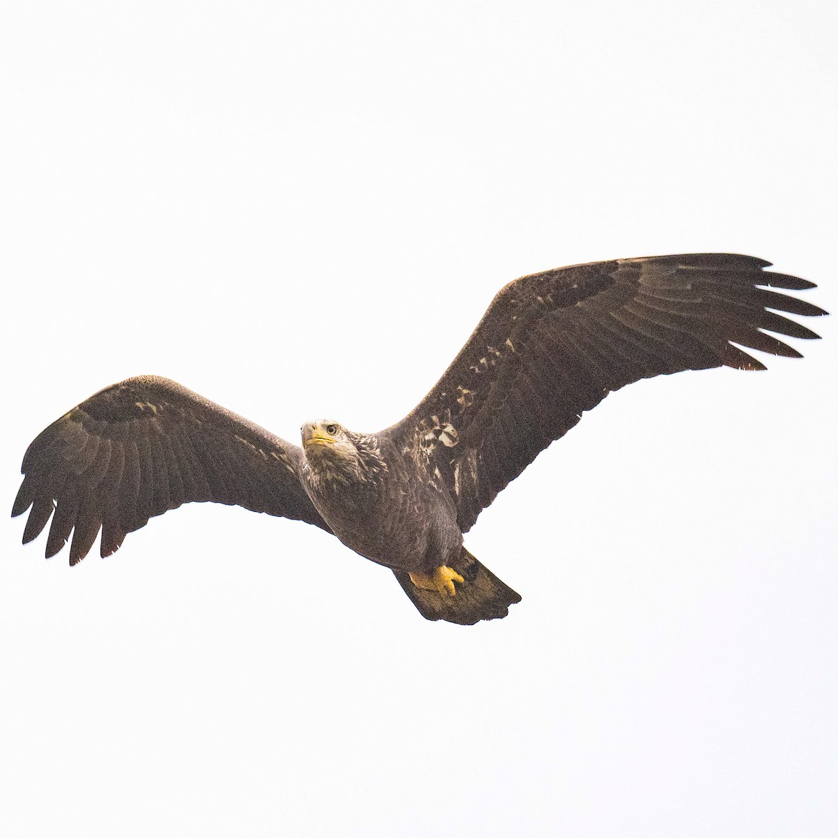 Bald Eagle - ML625830986