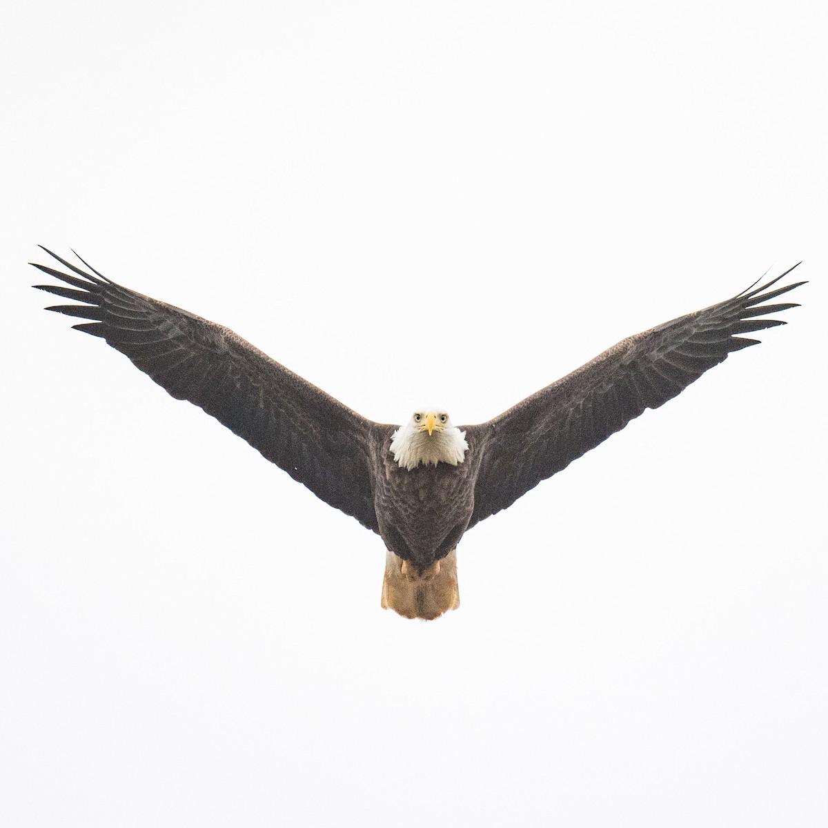 Bald Eagle - ML625830991