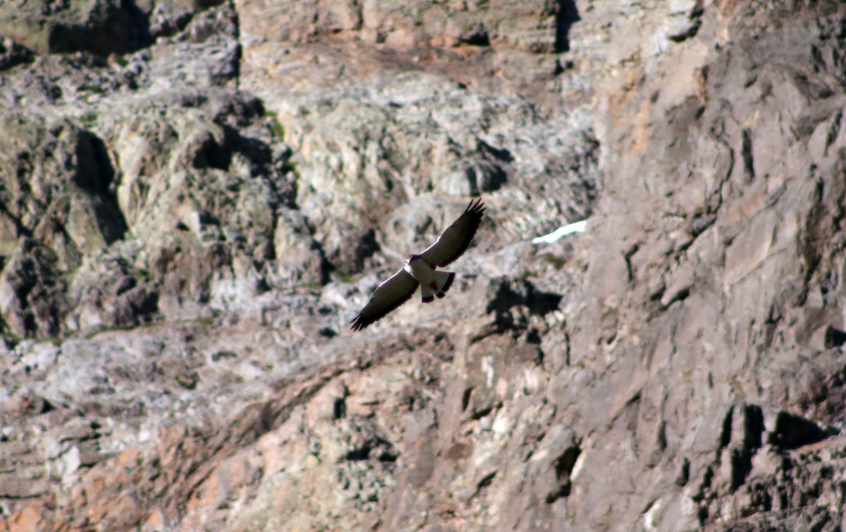 Variable Hawk - Patricio Camacho