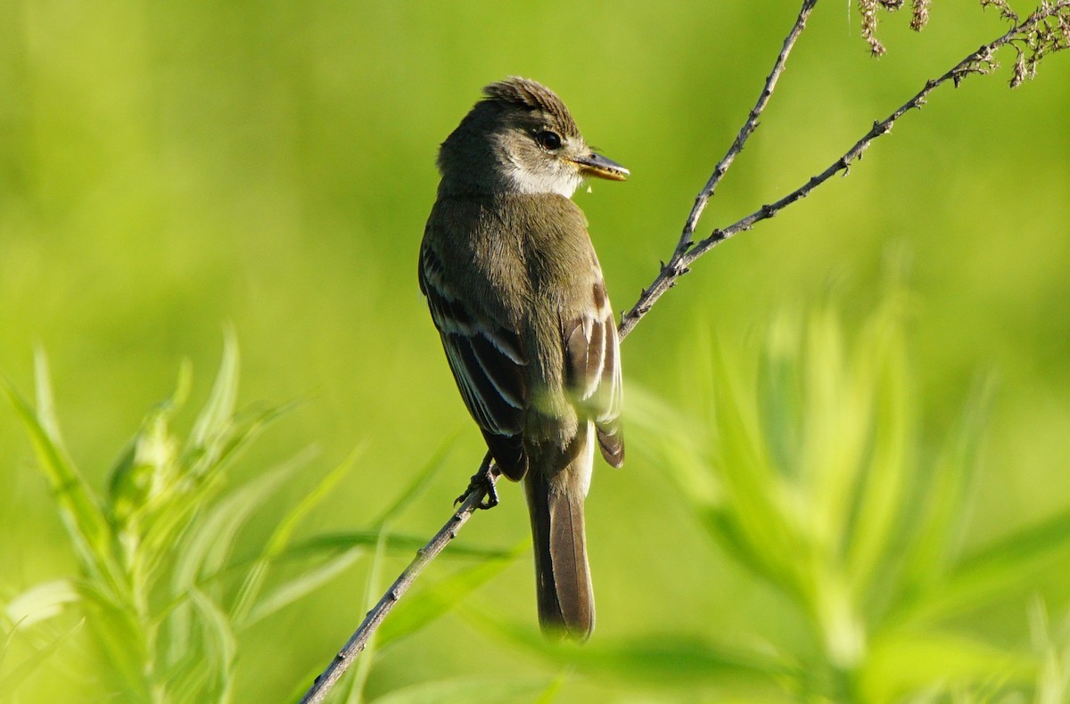 Willow Flycatcher - ML62583121