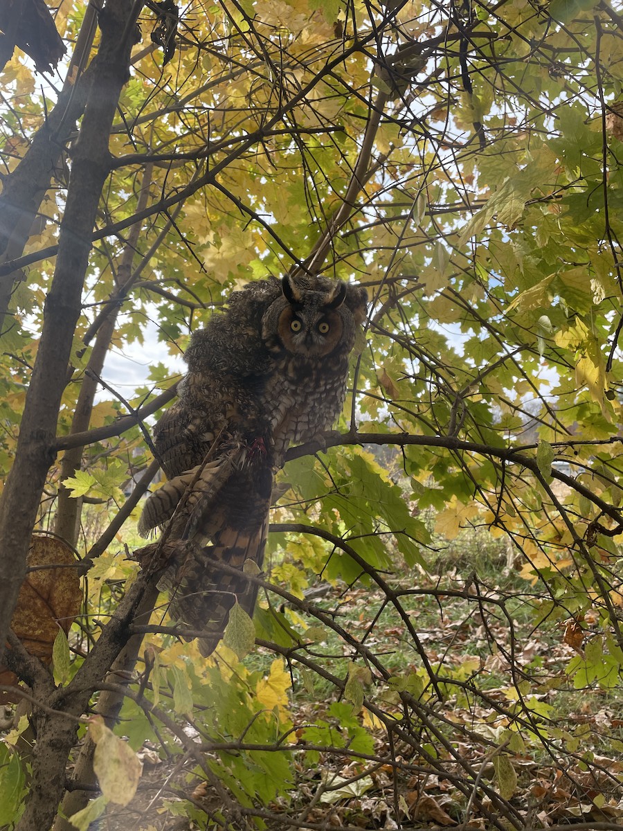 Long-eared Owl - ML625831266
