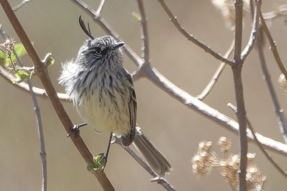 guløyemeisetyrann - ML625831415