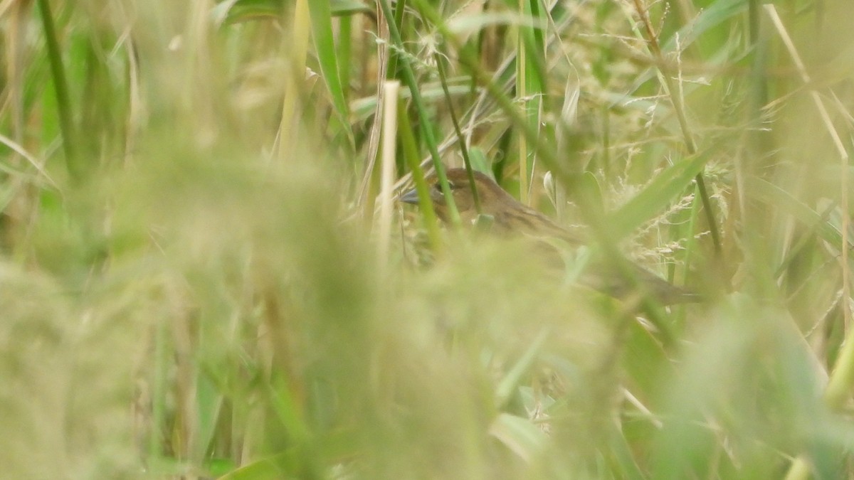 Yellow Bunting - ML625831520