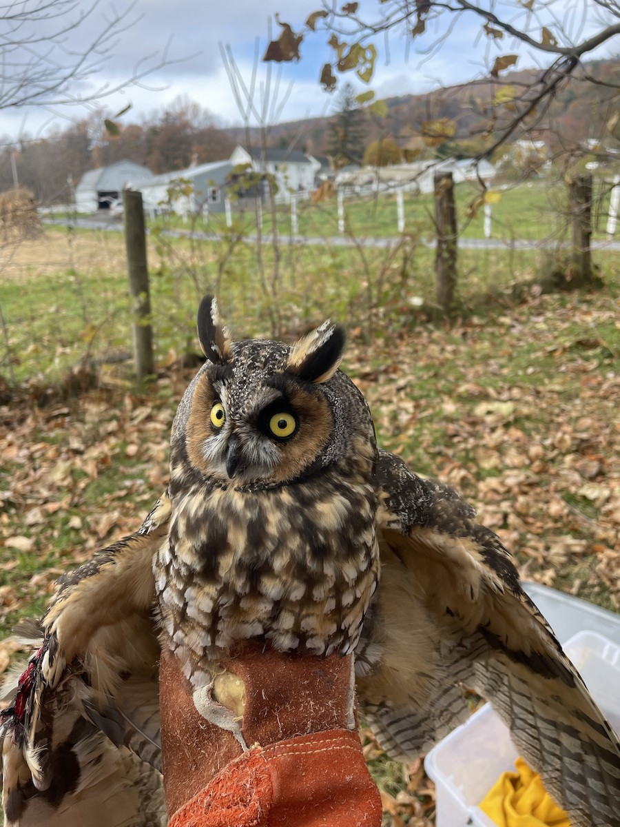 Long-eared Owl - ML625831648