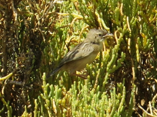 Socotra Cisticola - ML625831862