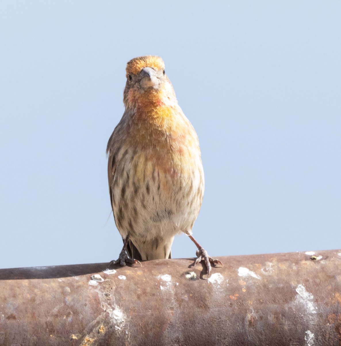 House Finch - ML625831882