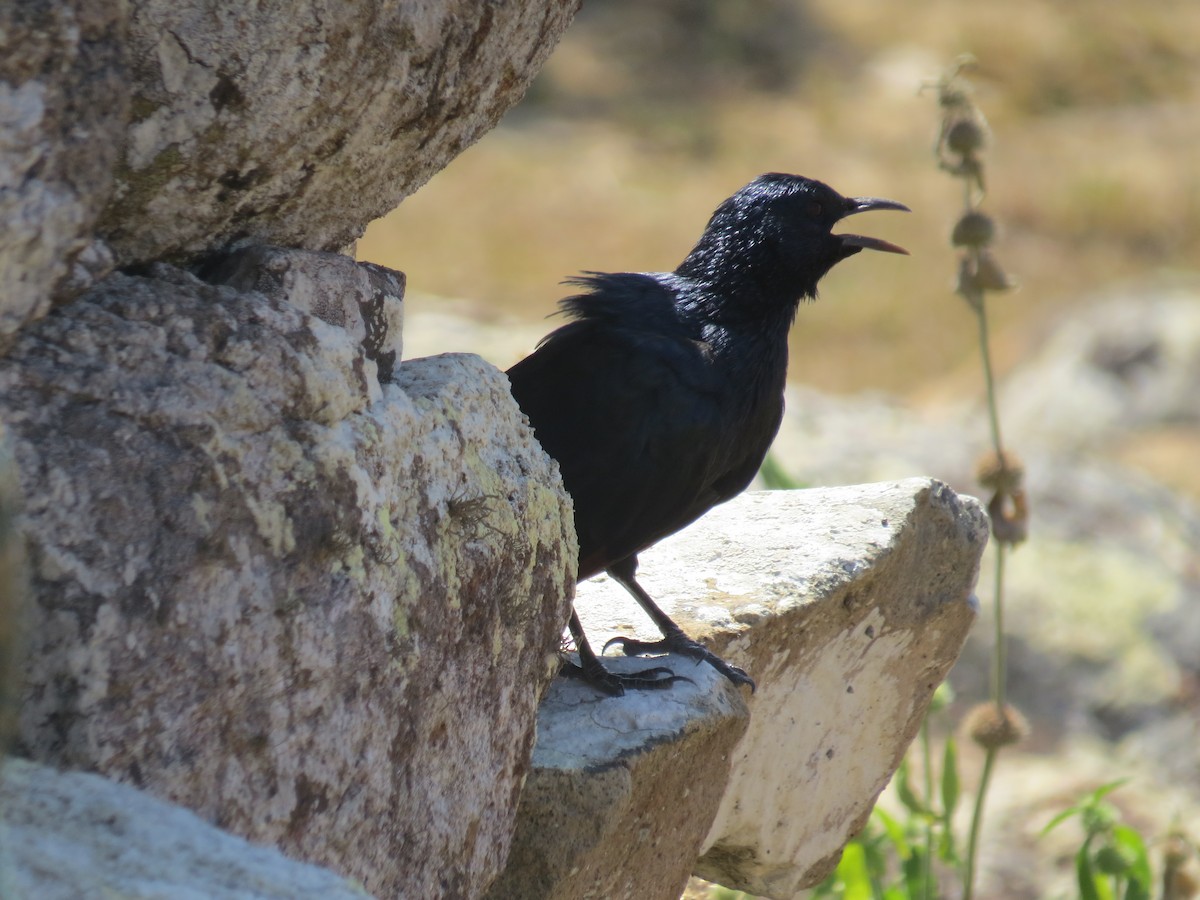 Socotra Starling - ML625831916