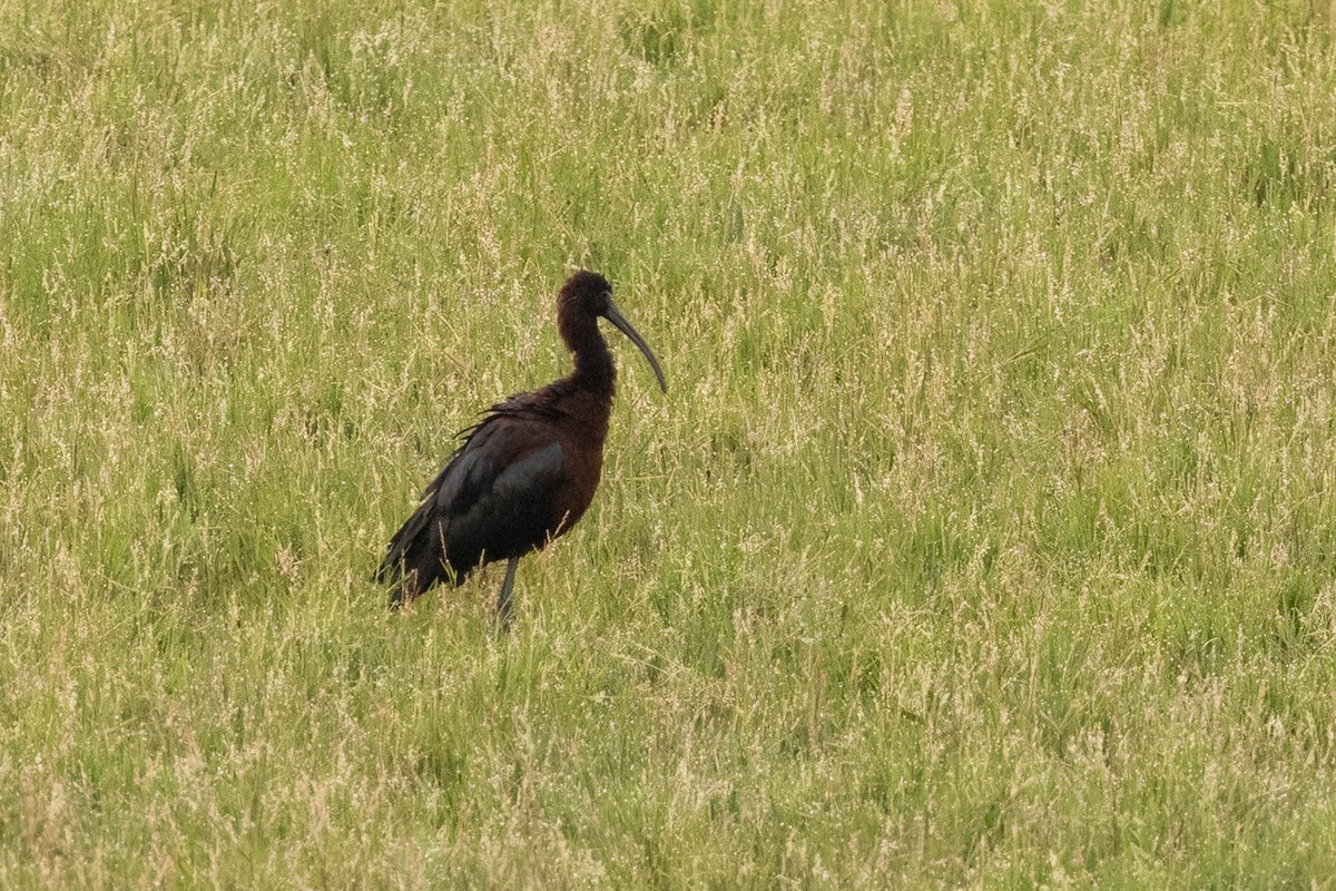 Glossy Ibis - ML625831929