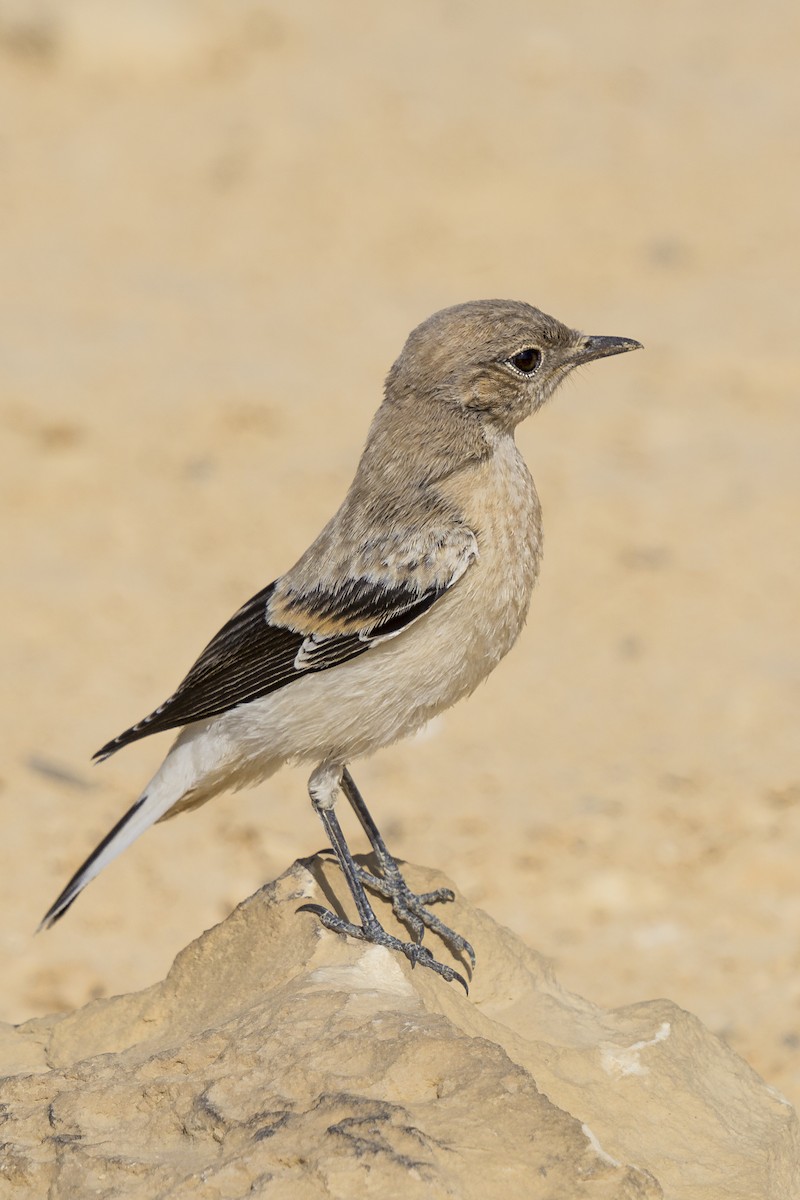 Desert Wheatear - ML625831931