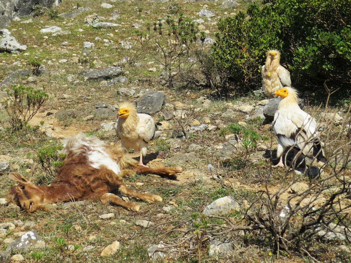 Egyptian Vulture - ML625831977