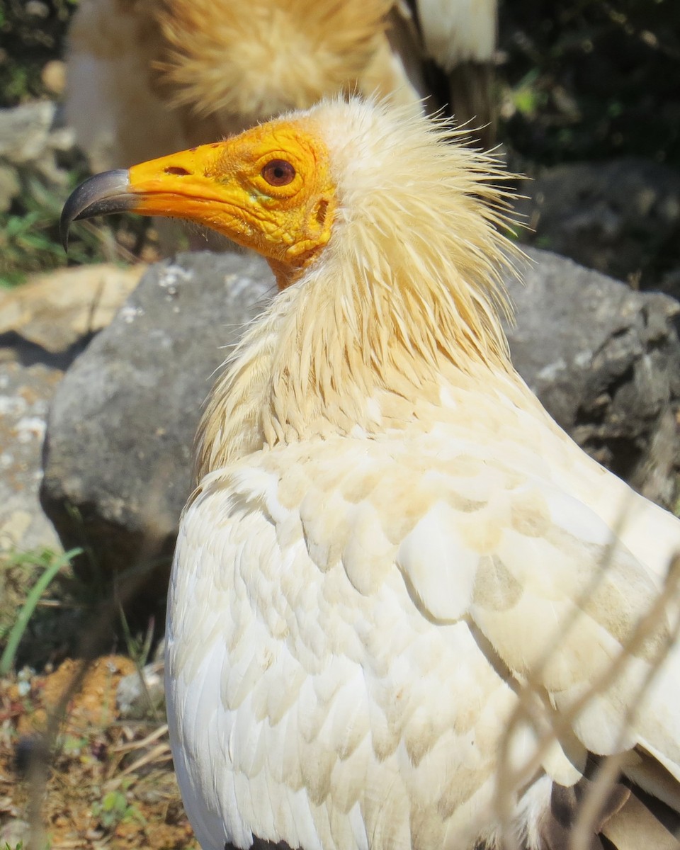 Egyptian Vulture - ML625831978