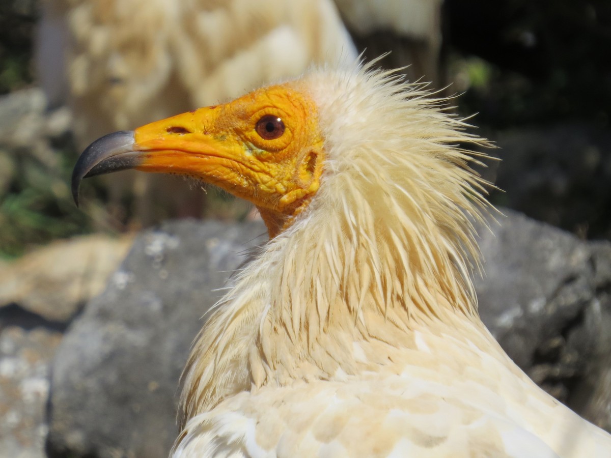 Egyptian Vulture - ML625831981