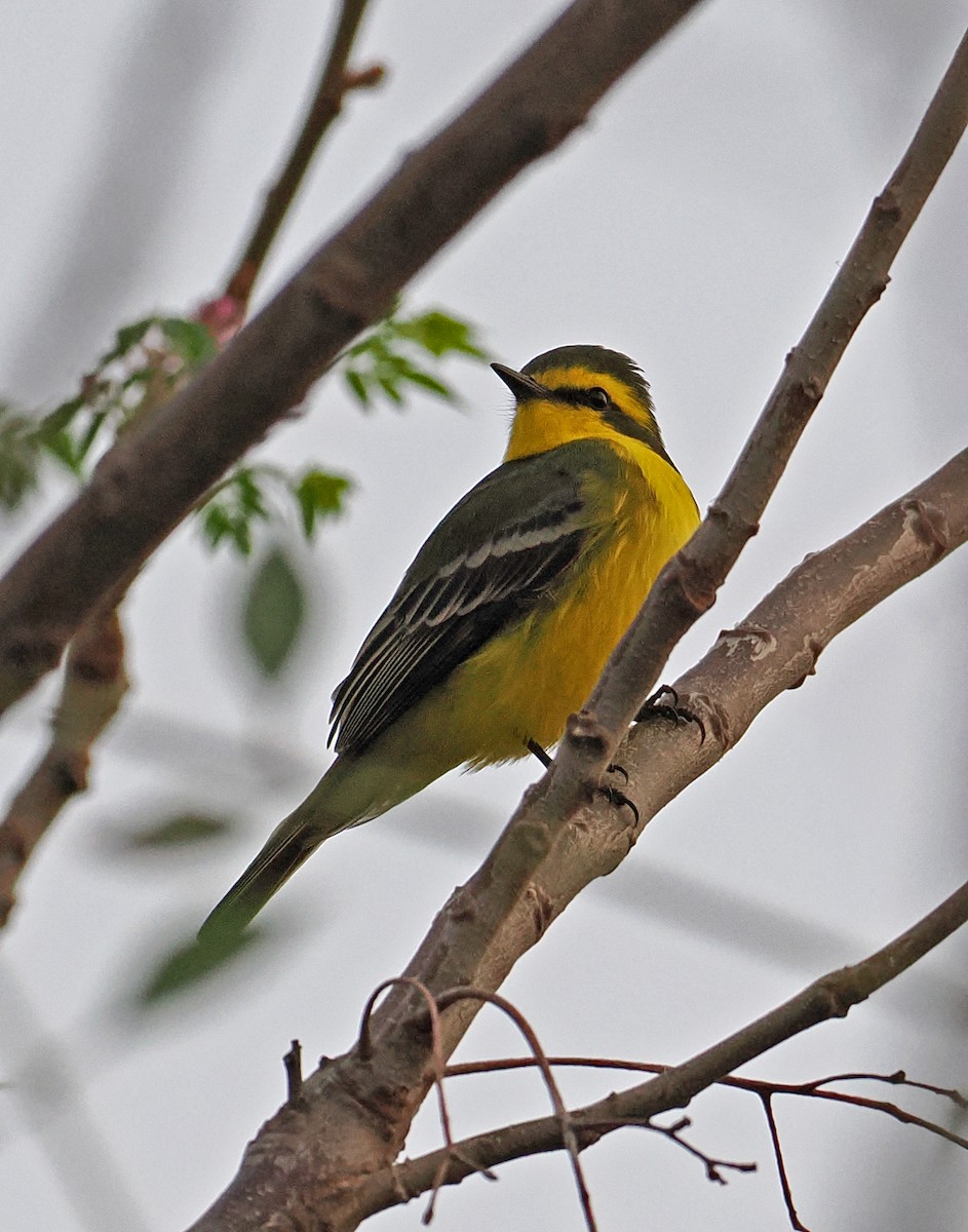Yellow-browed Tyrant - ML625831994