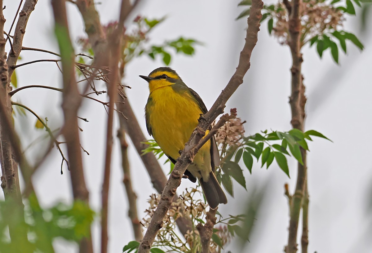 Yellow-browed Tyrant - ML625831995