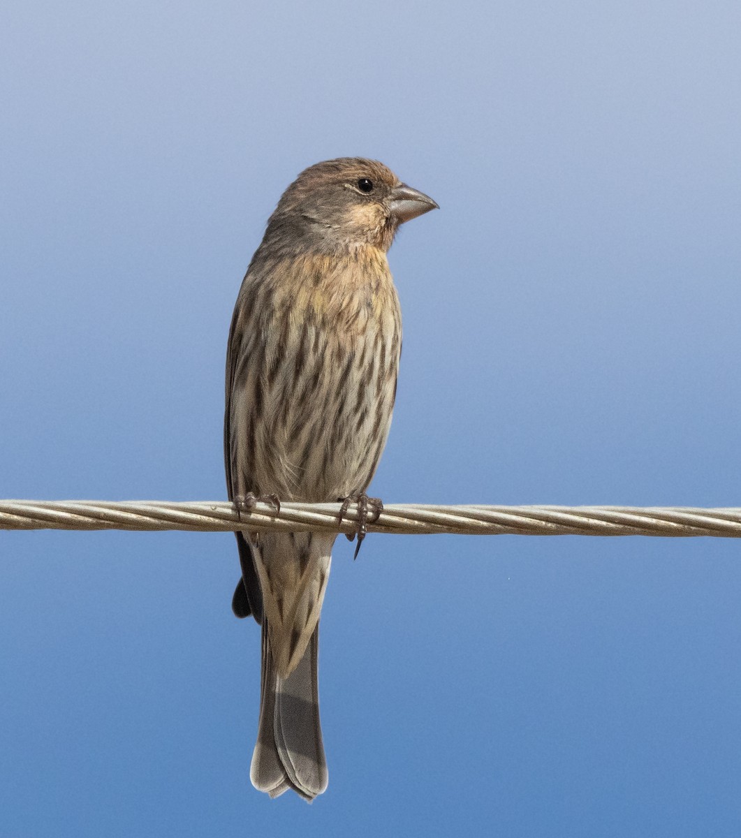 House Finch - ML625832006