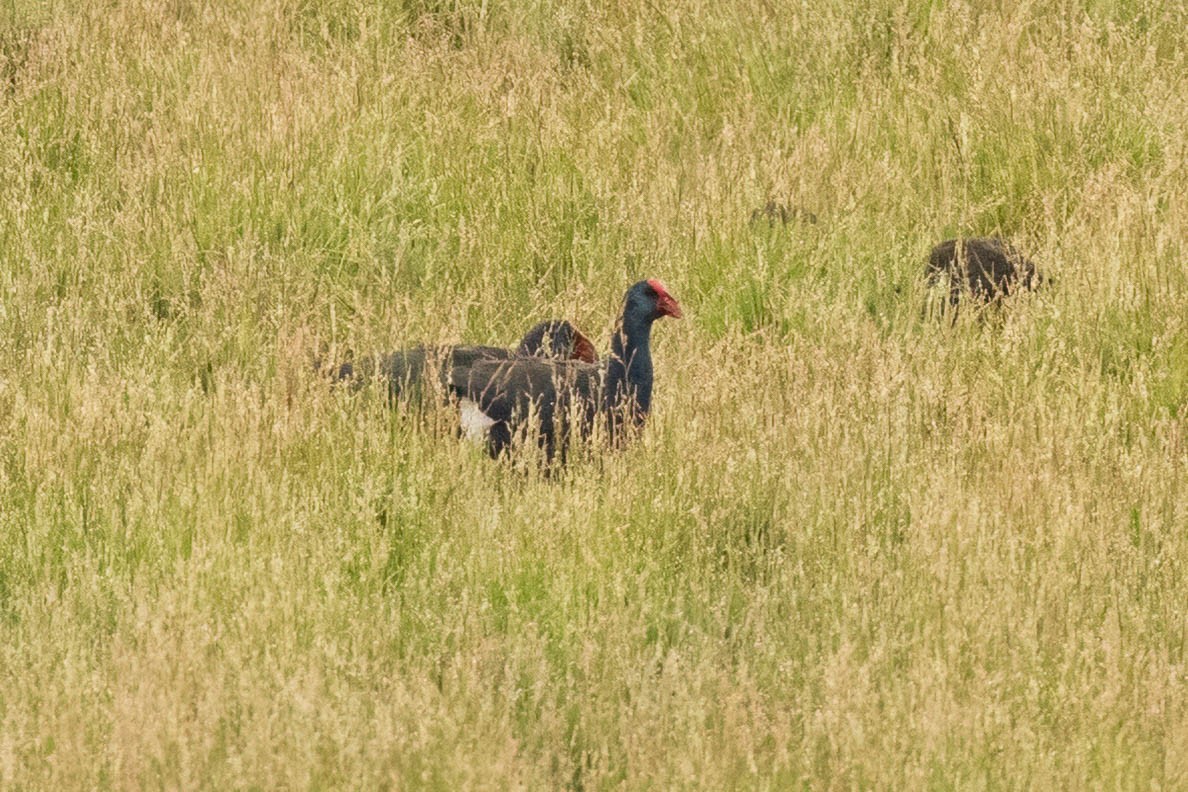 African Swamphen - ML625832051