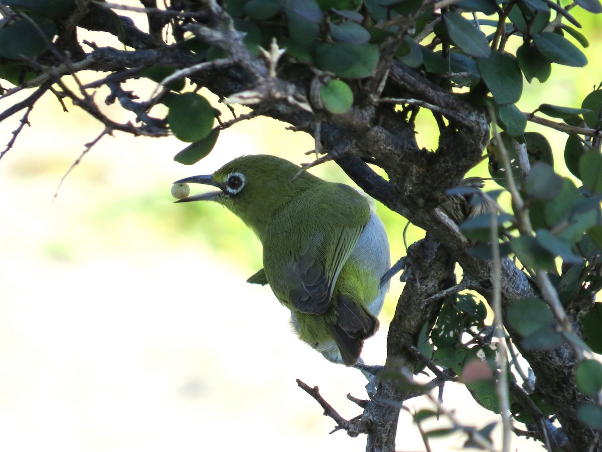 Socotra White-eye - ML625832072