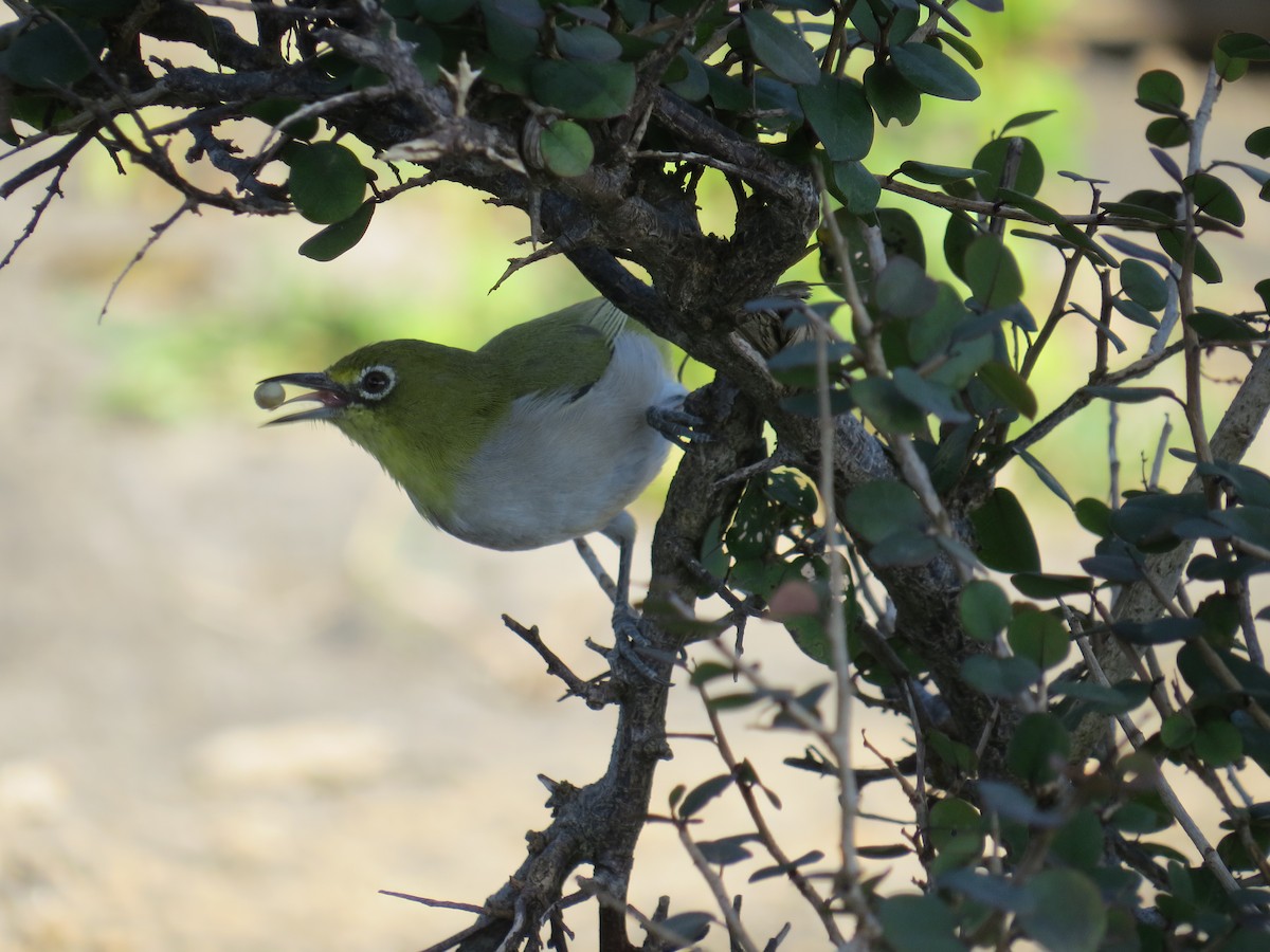 Socotra White-eye - ML625832077