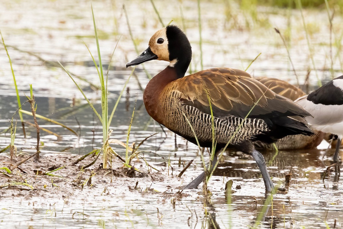 White-faced Whistling-Duck - ML625832168