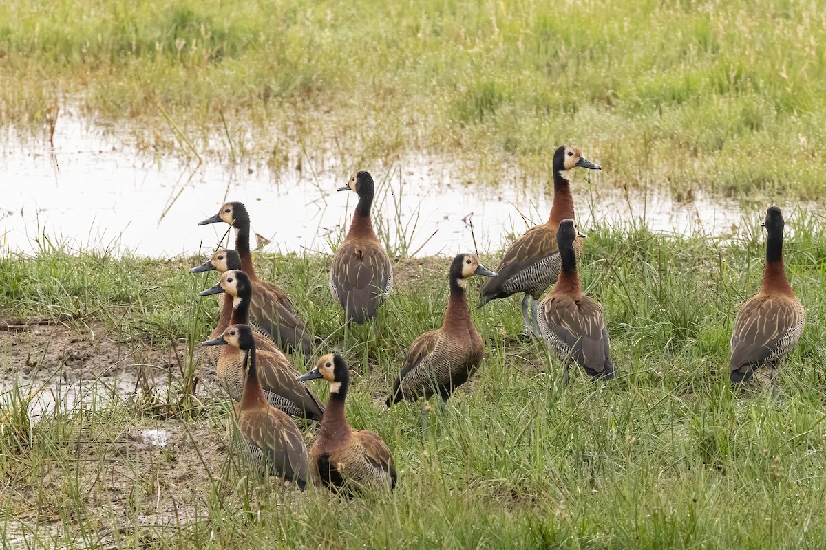 White-faced Whistling-Duck - ML625832175