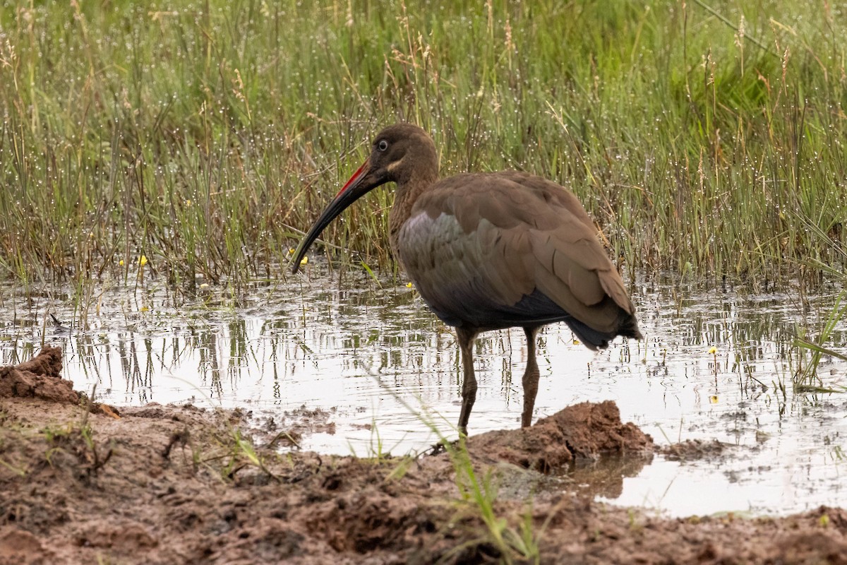 Hadada Ibis - ML625832401