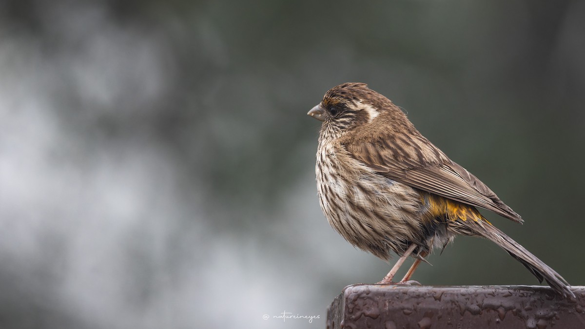 Chinese White-browed Rosefinch - ML625832493