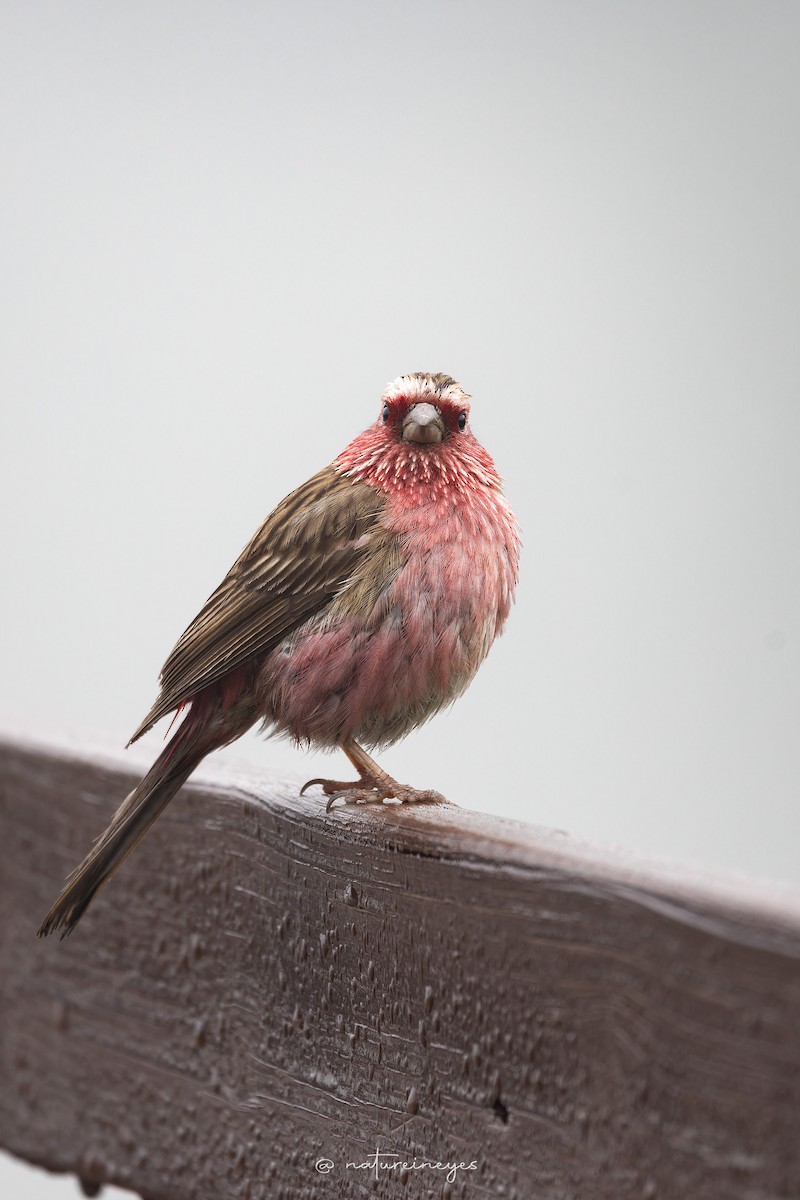 Chinese White-browed Rosefinch - ML625832494