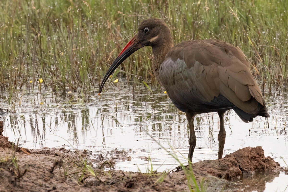 Hadada Ibis - ML625832520