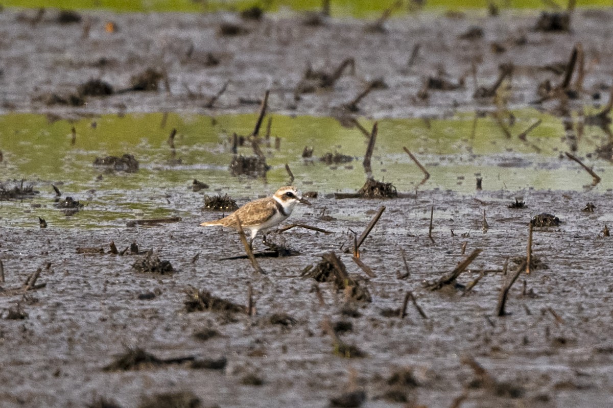 Seeregenpfeifer (alexandrinus/nihonensis) - ML625832572