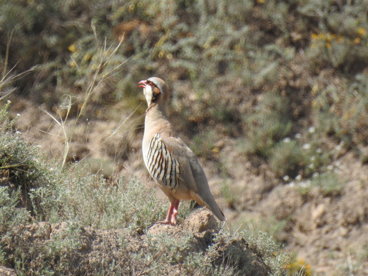 Przevalski's Partridge - ML625832696