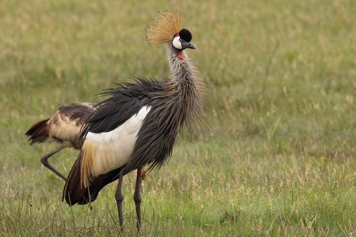 Gray Crowned-Crane - ML625832697