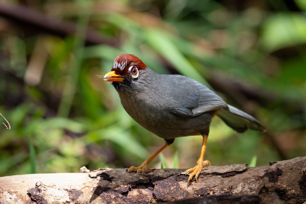 Chestnut-capped Laughingthrush - ML625832819