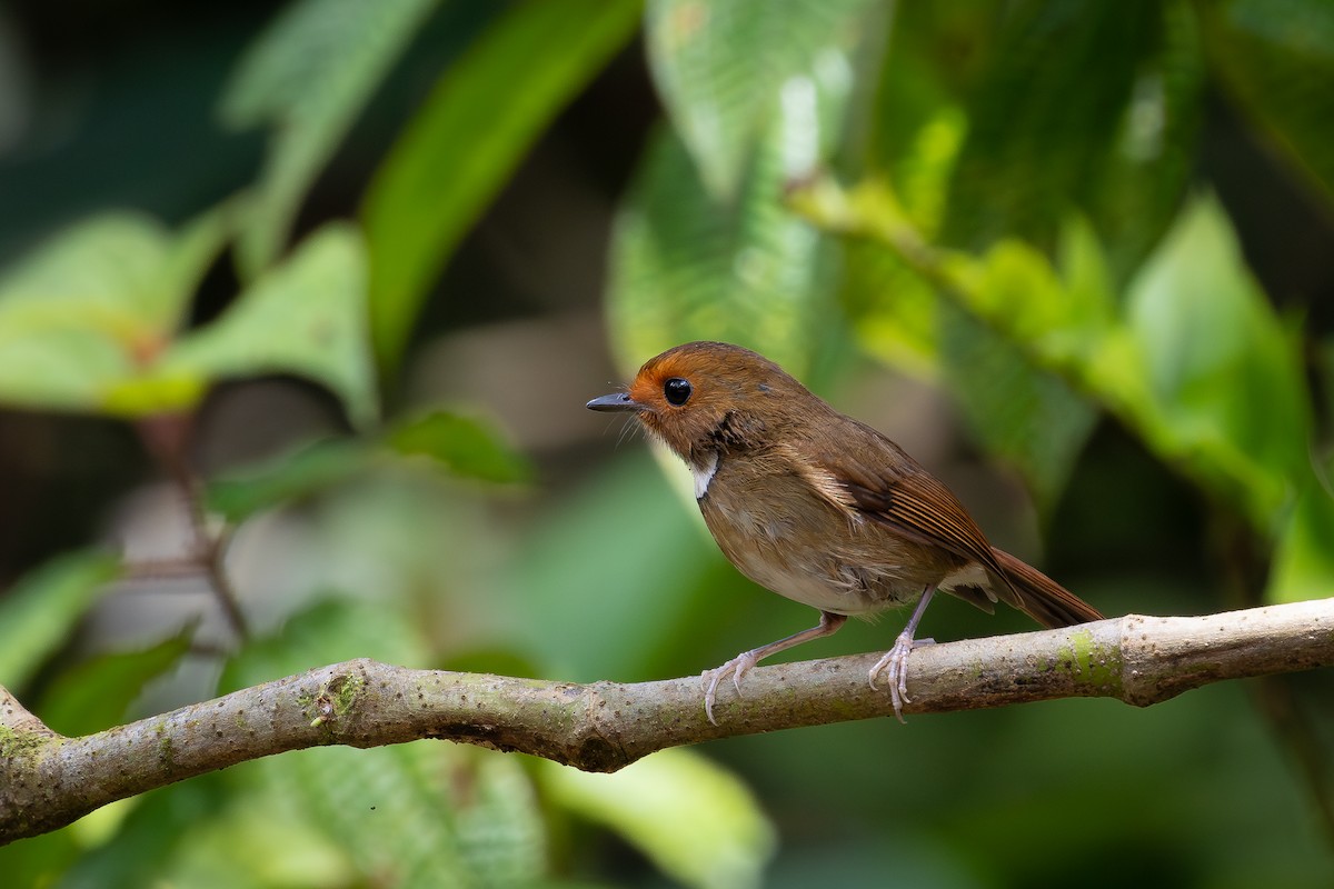 Gobemouche à face rousse - ML625832835
