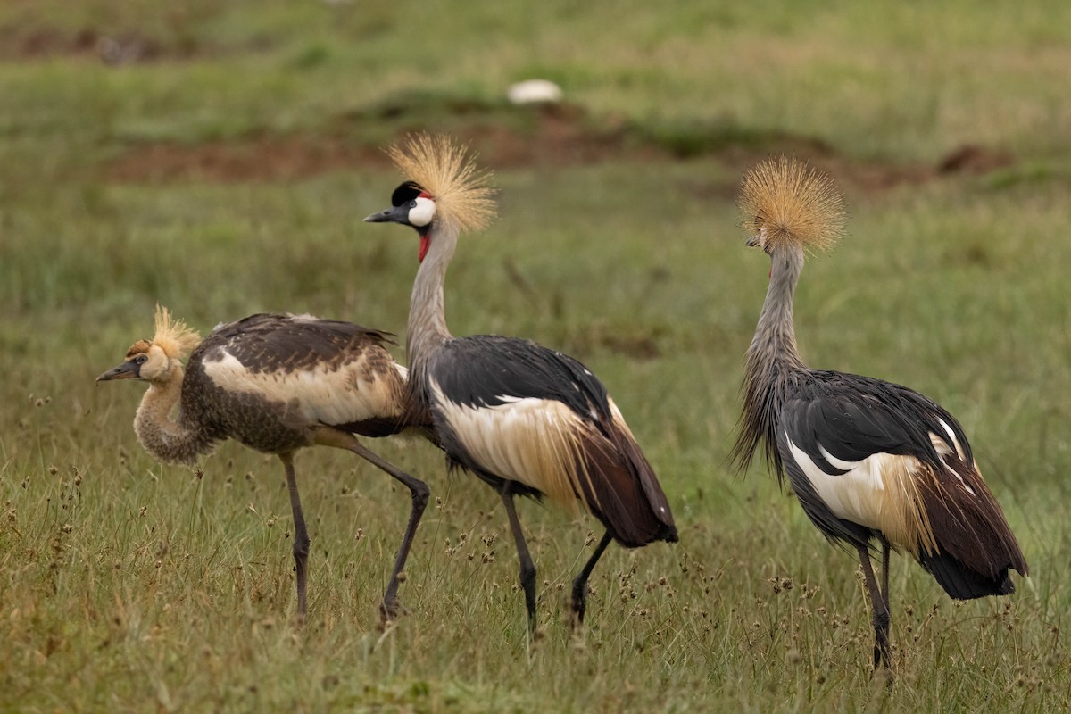 Gray Crowned-Crane - ML625832862