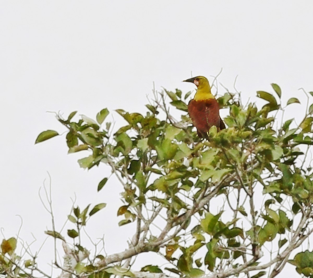 Olive Oropendola (Amazonian) - ML625832893