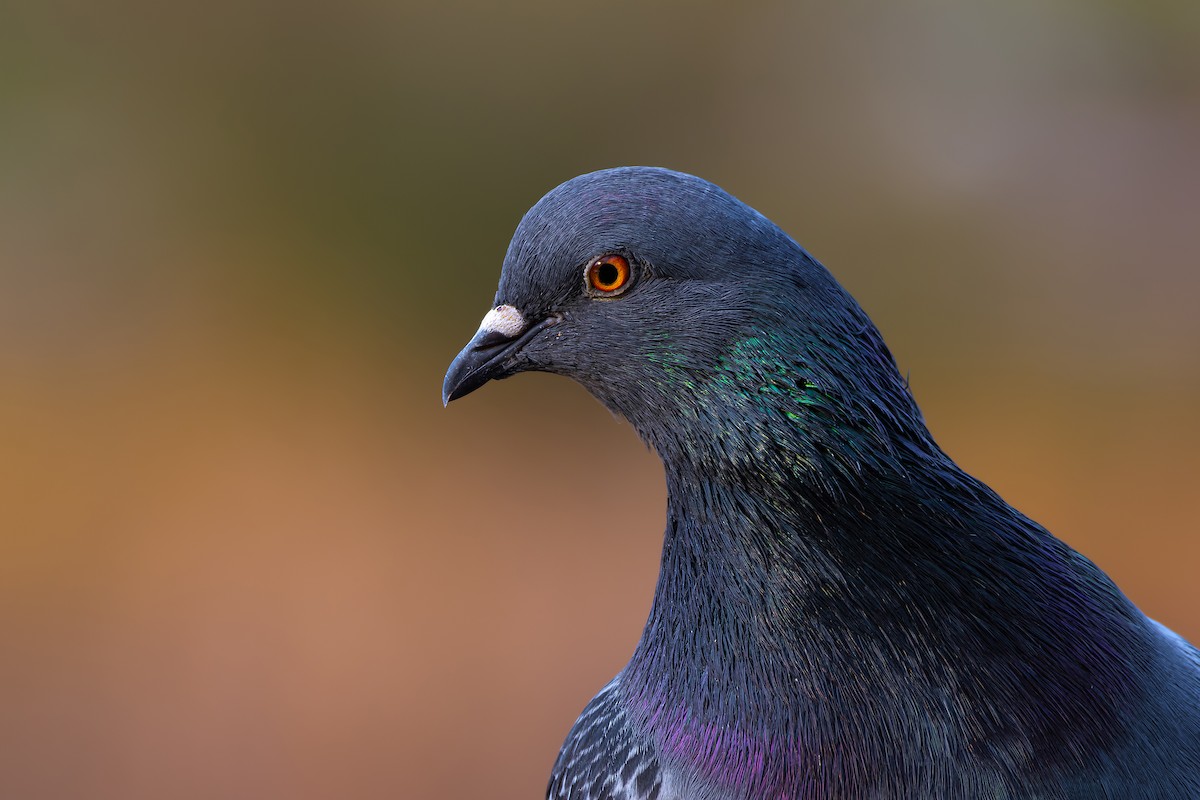 Rock Pigeon (Feral Pigeon) - ML625832953