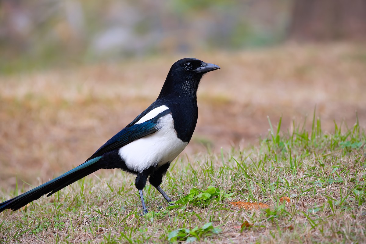 Oriental Magpie - ML625832989