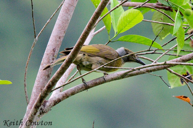 Seram Friarbird - ML625832990