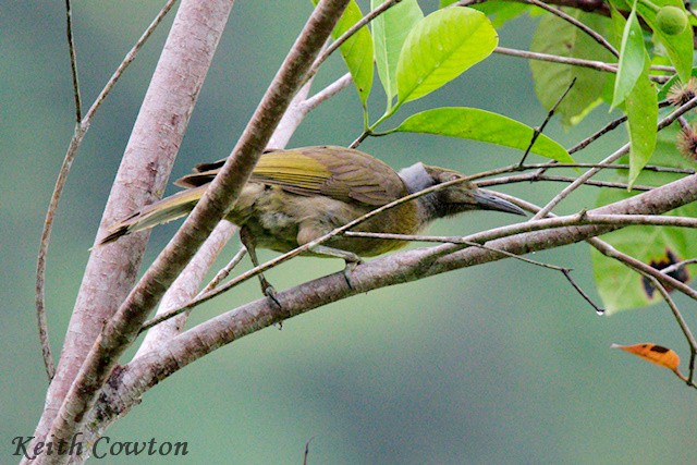 Seram Friarbird - ML625832991