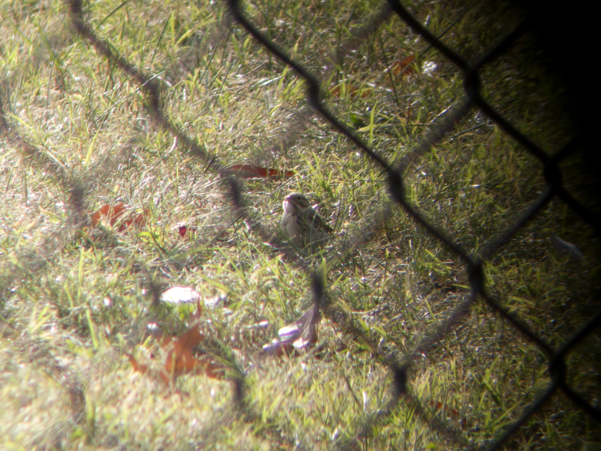 Clay-colored Sparrow - ML625832992